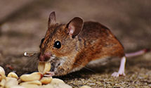 24 Hour & Emergency Exterminators in Shoals Jct, SC